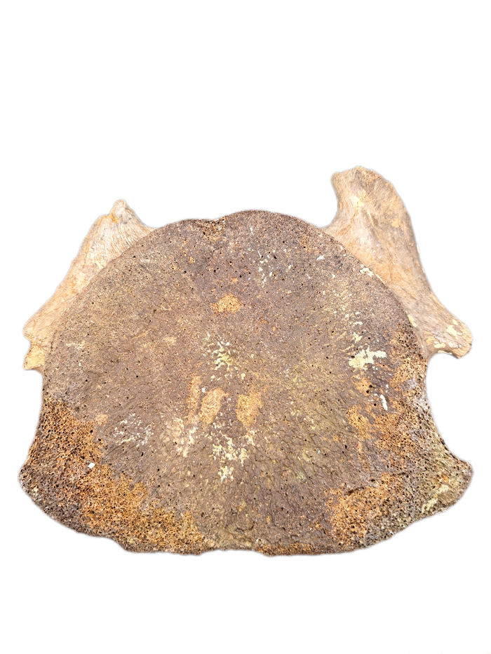 Woolly Mammoth Cervical Vertebrae, Europe
