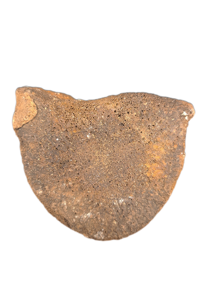 Woolly Mammoth Vertebrae, Europe