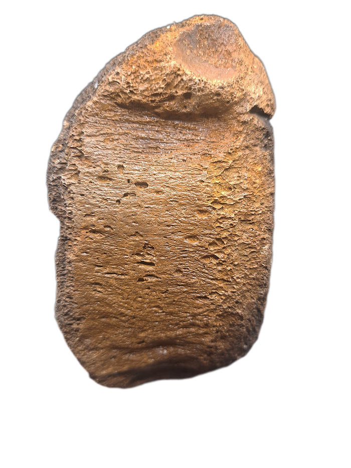 Woolly Mammoth Vertebrae, Europe