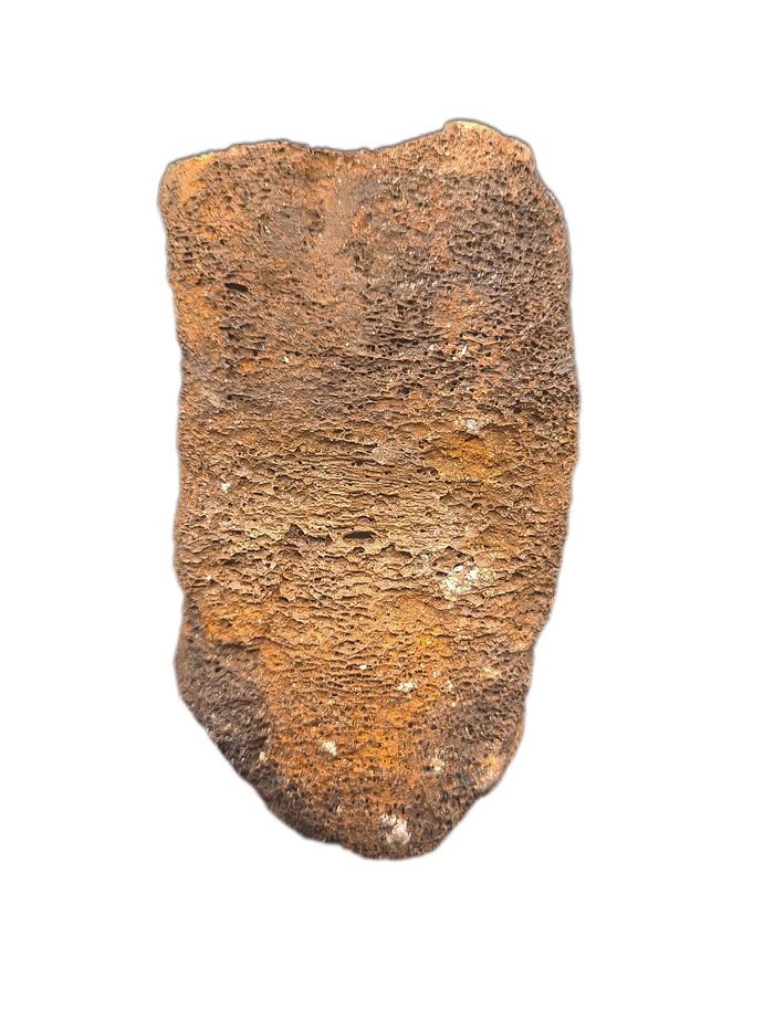 Woolly Mammoth Vertebrae, Europe