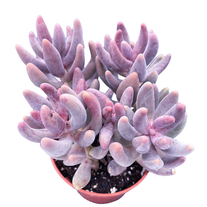 x Pachysedum 'Ganzhou' (4 inch)